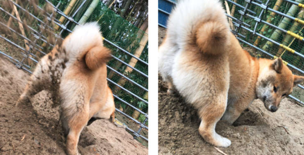 本日の終わりに柴犬を愛でるトピ