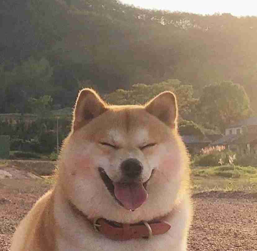本日の終わりに柴犬を愛でるトピ
