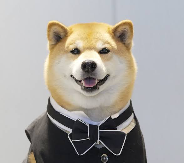 本日の終わりに柴犬を愛でるトピ
