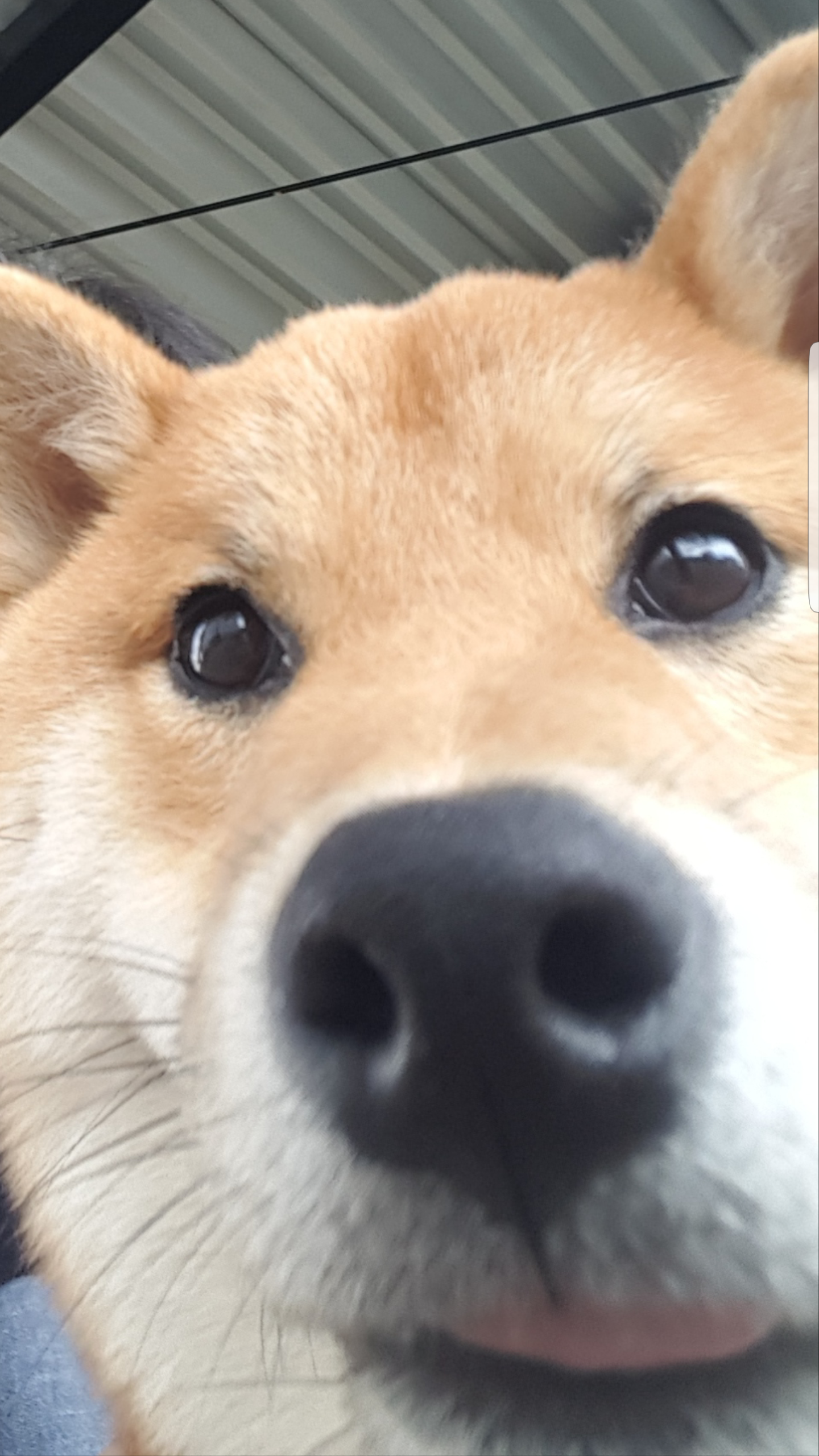 本日の終わりに柴犬を愛でるトピ