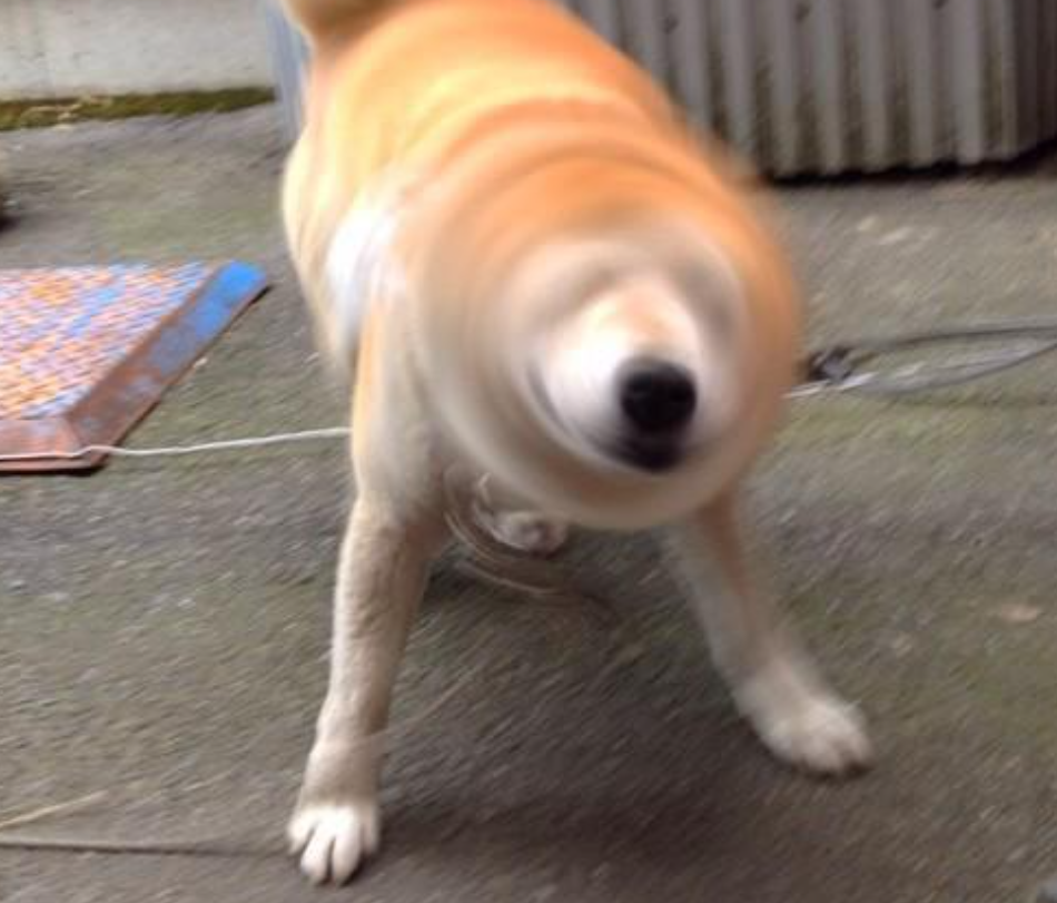 本日の終わりに柴犬を愛でるトピ