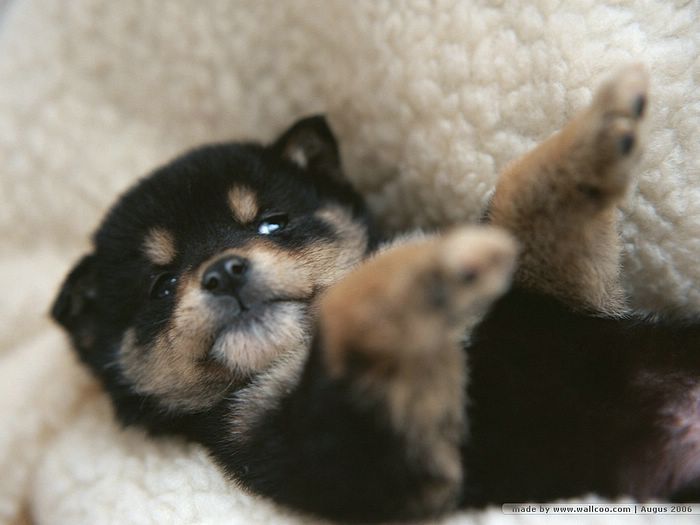 本日の終わりに柴犬を愛でるトピ