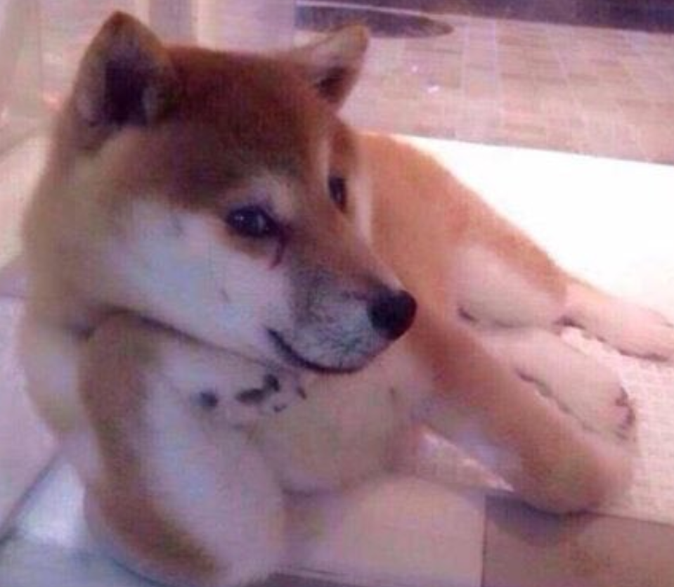 本日の終わりに柴犬を愛でるトピ