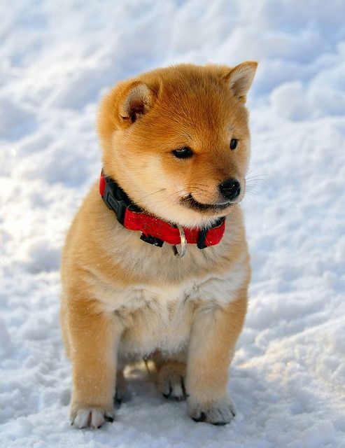 本日の終わりに柴犬を愛でるトピ