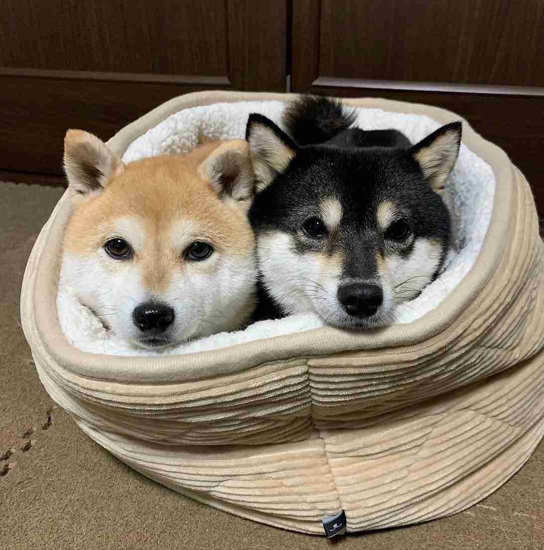 本日の終わりに柴犬を愛でるトピ