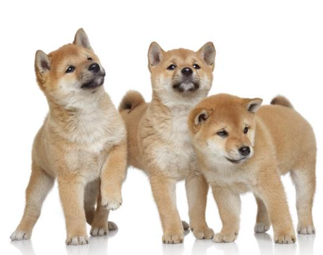 本日の終わりに柴犬を愛でるトピ