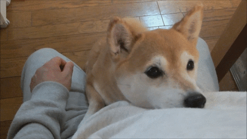 本日の終わりに柴犬を愛でるトピ