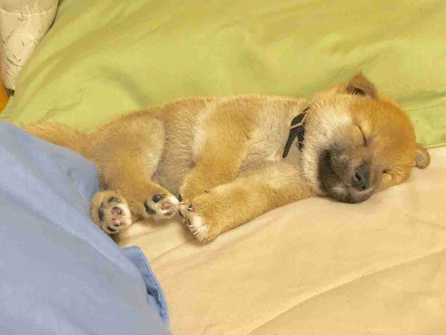 本日の終わりに柴犬を愛でるトピ