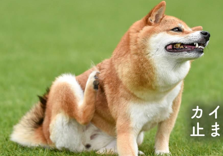 本日の終わりに柴犬を愛でるトピ