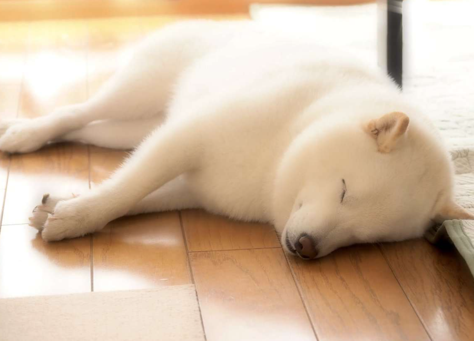 本日の終わりに柴犬を愛でるトピ