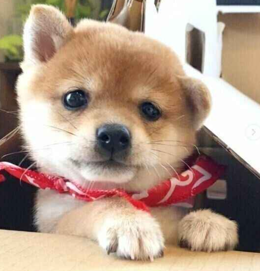 本日の終わりに柴犬を愛でるトピ