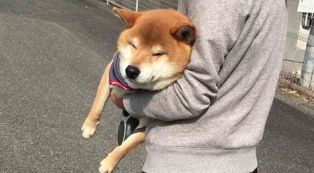 本日の終わりに柴犬を愛でるトピ