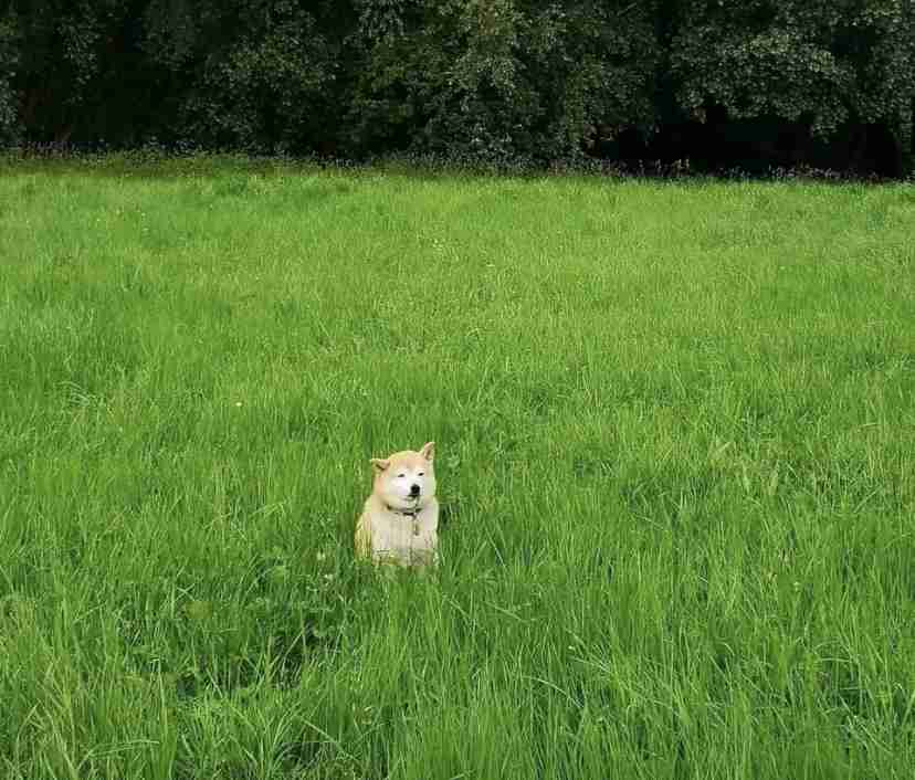 本日の終わりに柴犬を愛でるトピ