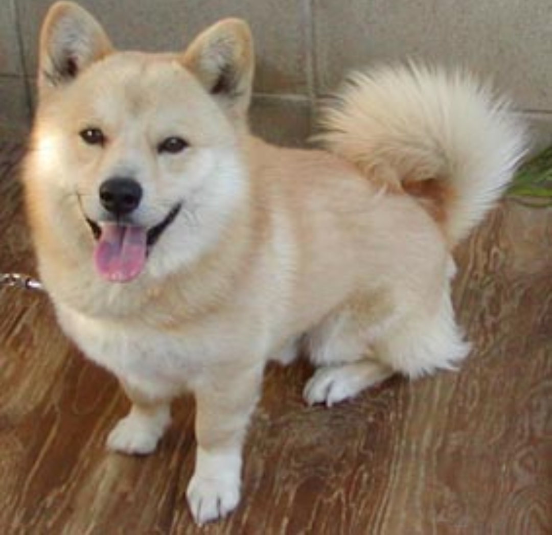 本日の終わりに柴犬を愛でるトピ