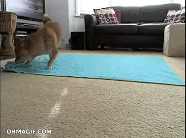 本日の終わりに柴犬を愛でるトピ