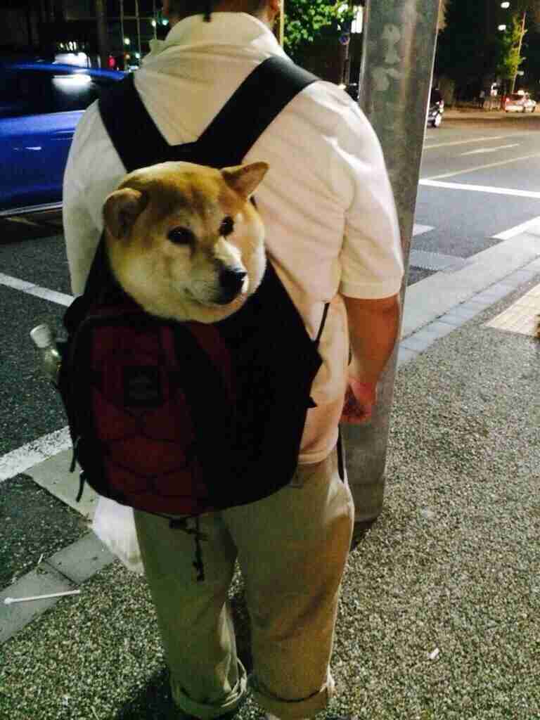 本日の終わりに柴犬を愛でるトピ