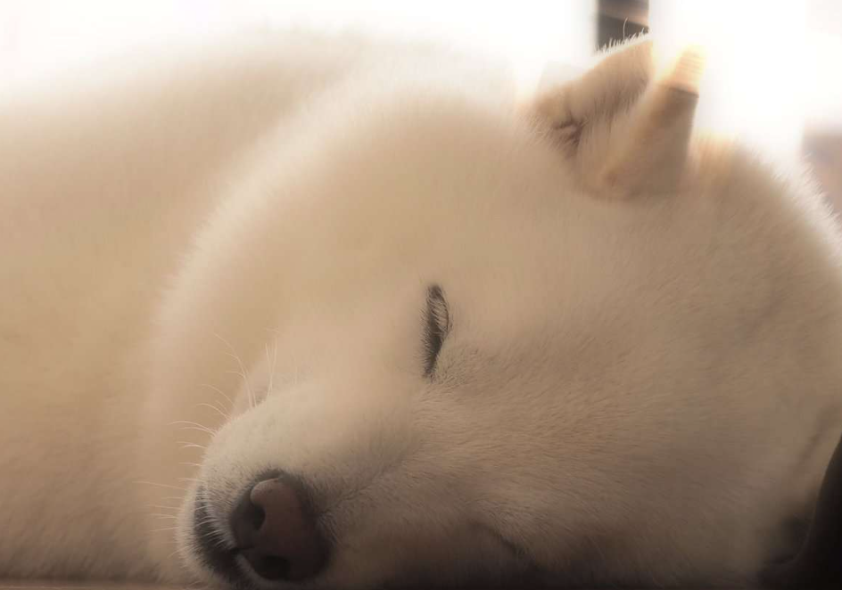 本日の終わりに柴犬を愛でるトピ