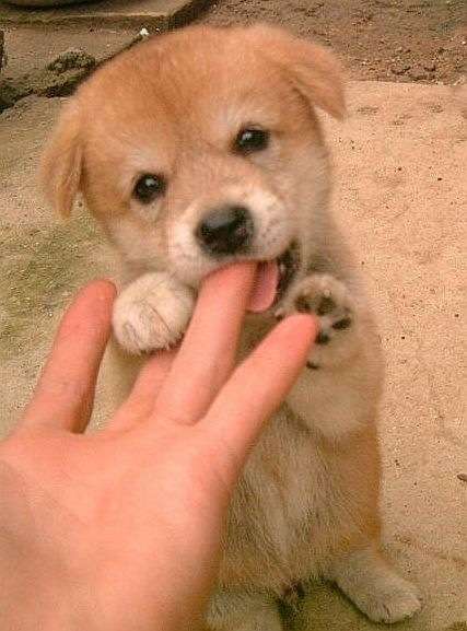 本日の終わりに柴犬を愛でるトピ