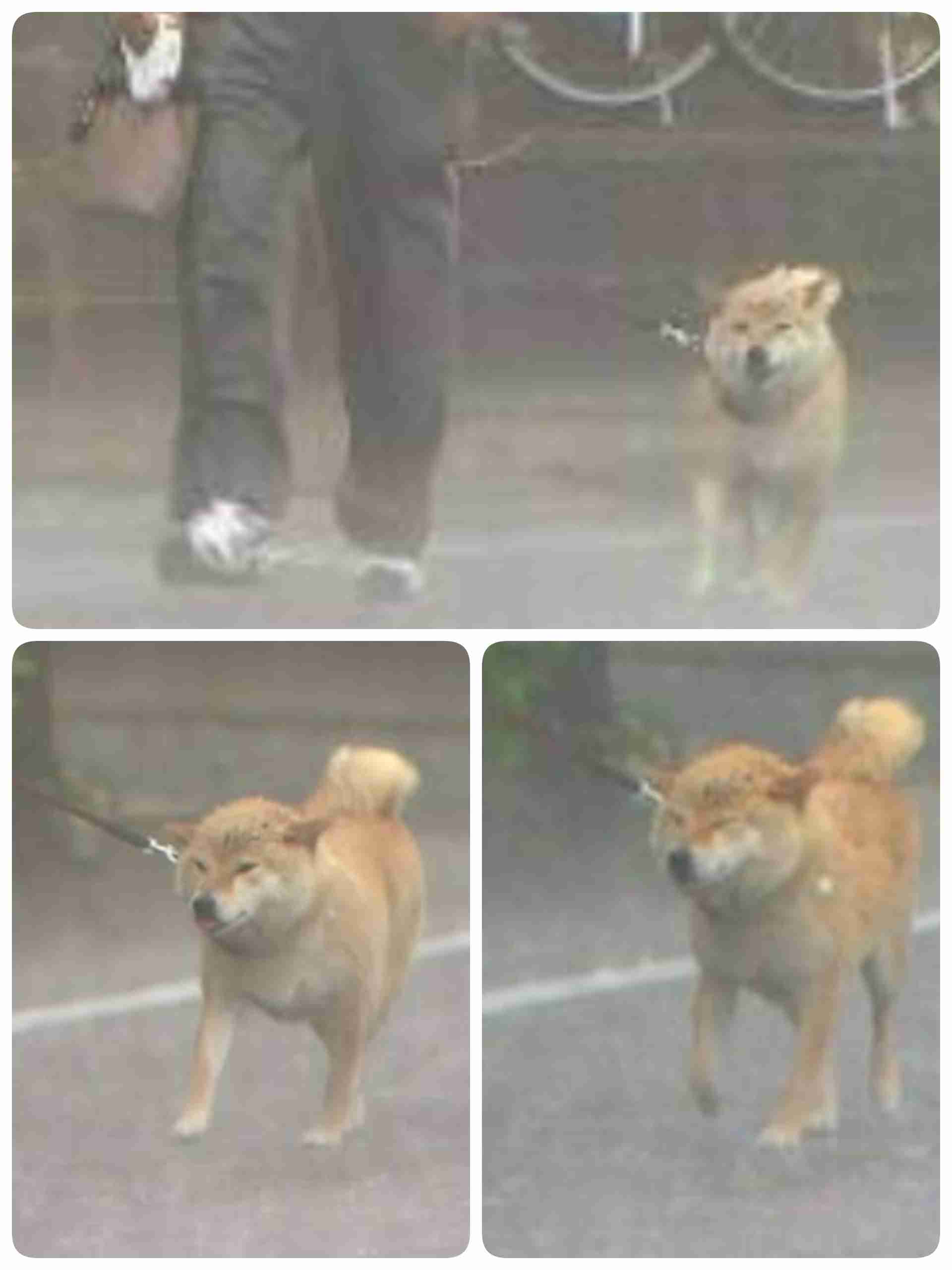 本日の終わりに柴犬を愛でるトピ