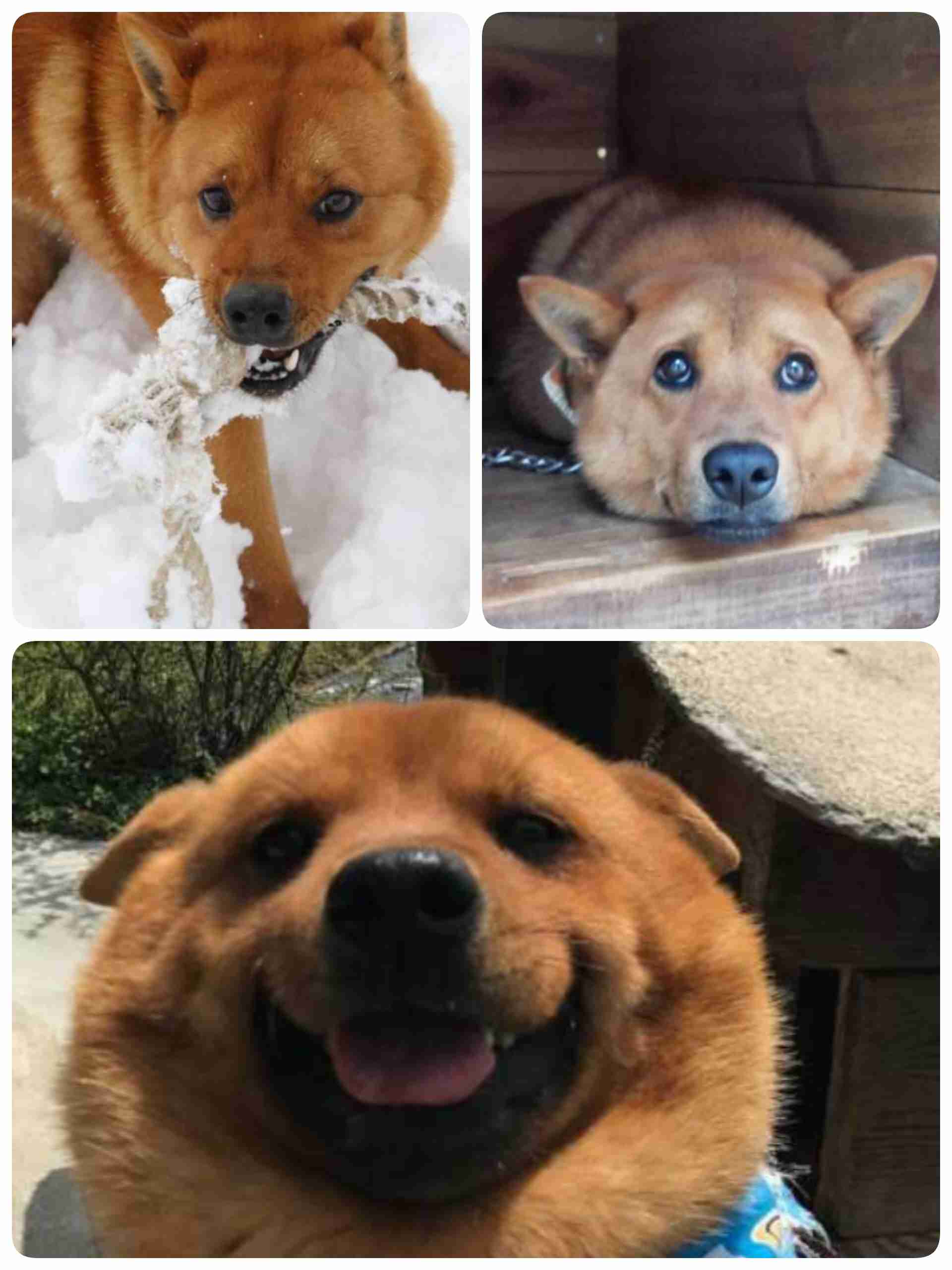 本日の終わりに柴犬を愛でるトピ