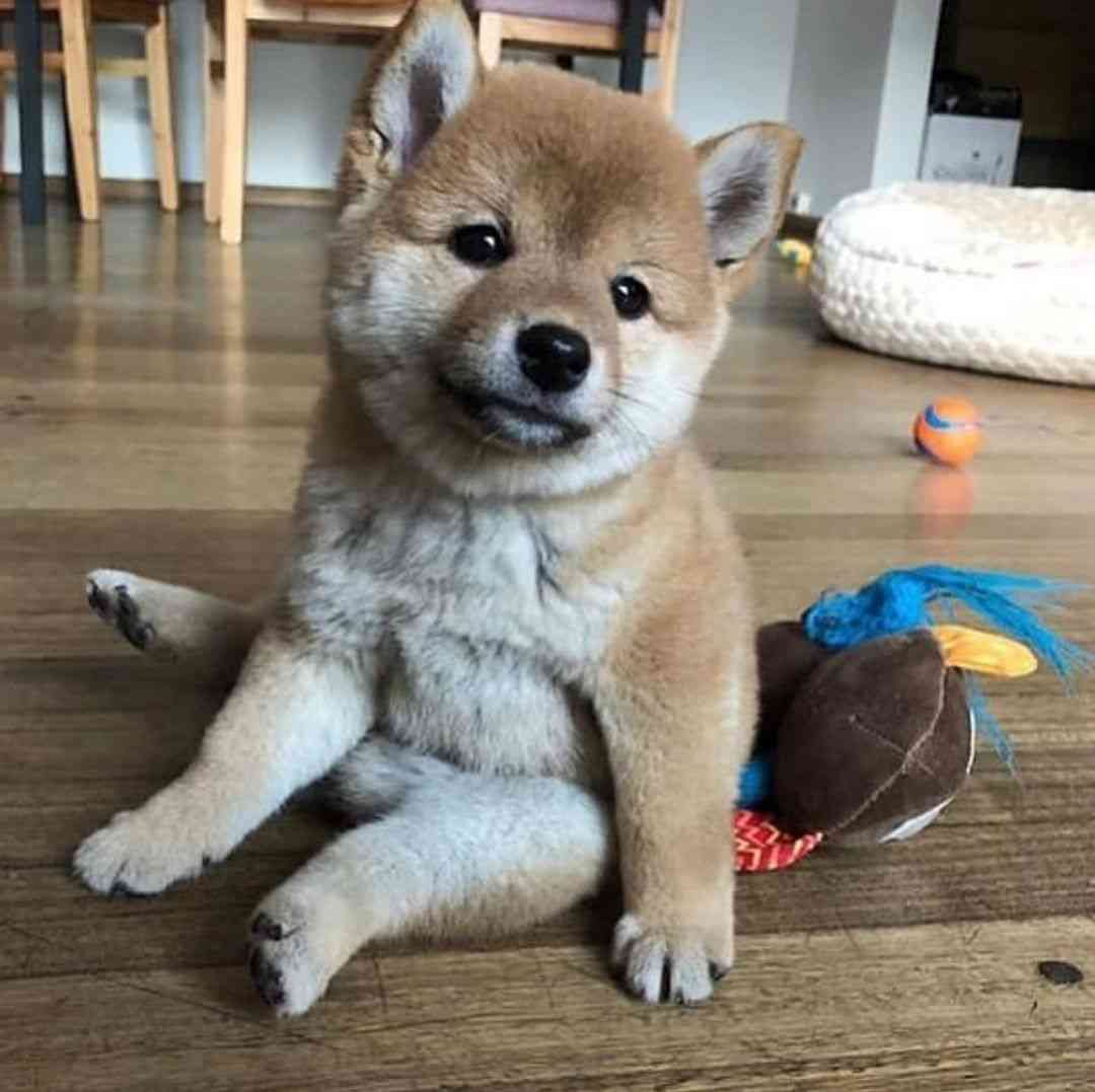 本日の終わりに柴犬を愛でるトピ