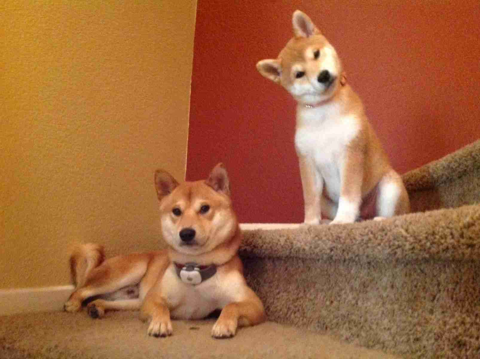 本日の終わりに柴犬を愛でるトピ