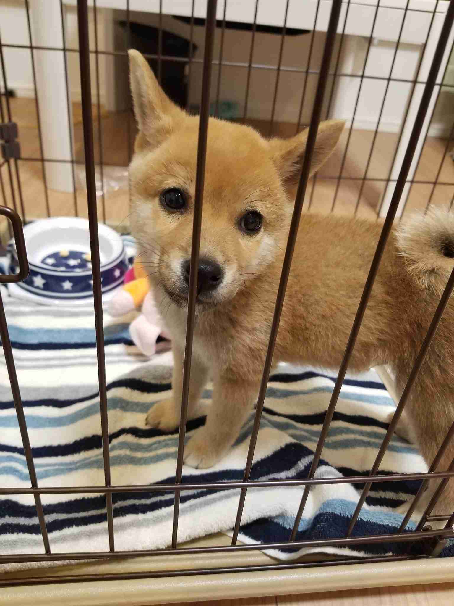 本日の終わりに柴犬を愛でるトピ