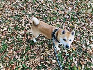 本日の終わりに柴犬を愛でるトピ