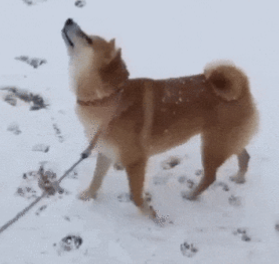 本日の終わりに柴犬を愛でるトピ