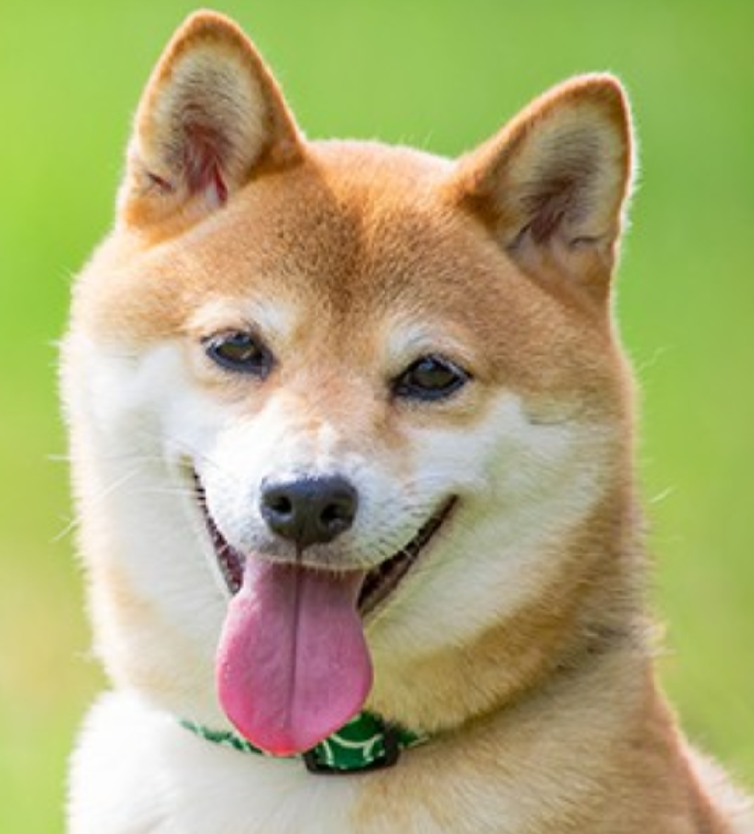 本日の終わりに柴犬を愛でるトピ