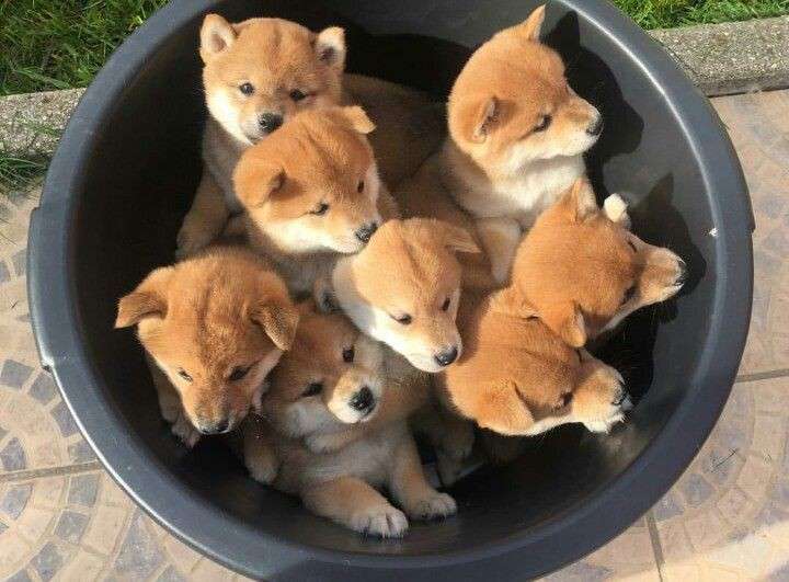 本日の終わりに柴犬を愛でるトピ
