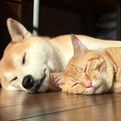 本日の終わりに柴犬を愛でるトピ