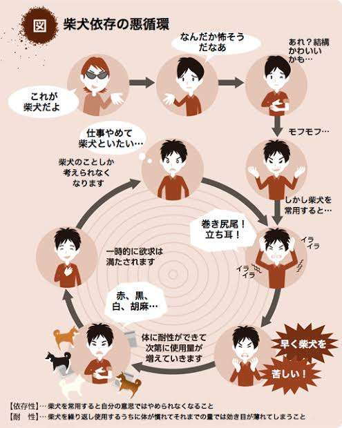 本日の終わりに柴犬を愛でるトピ