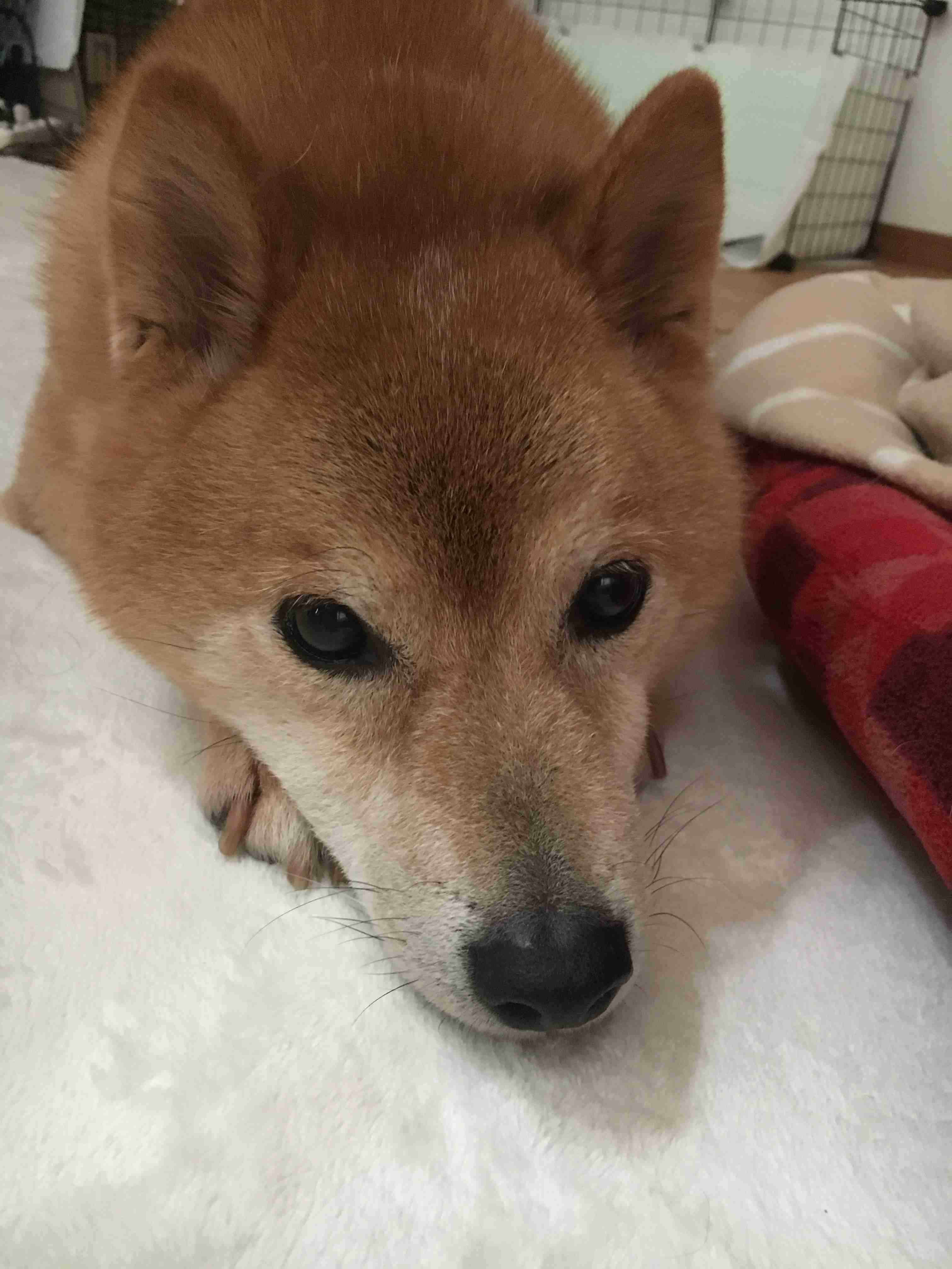 本日の終わりに柴犬を愛でるトピ