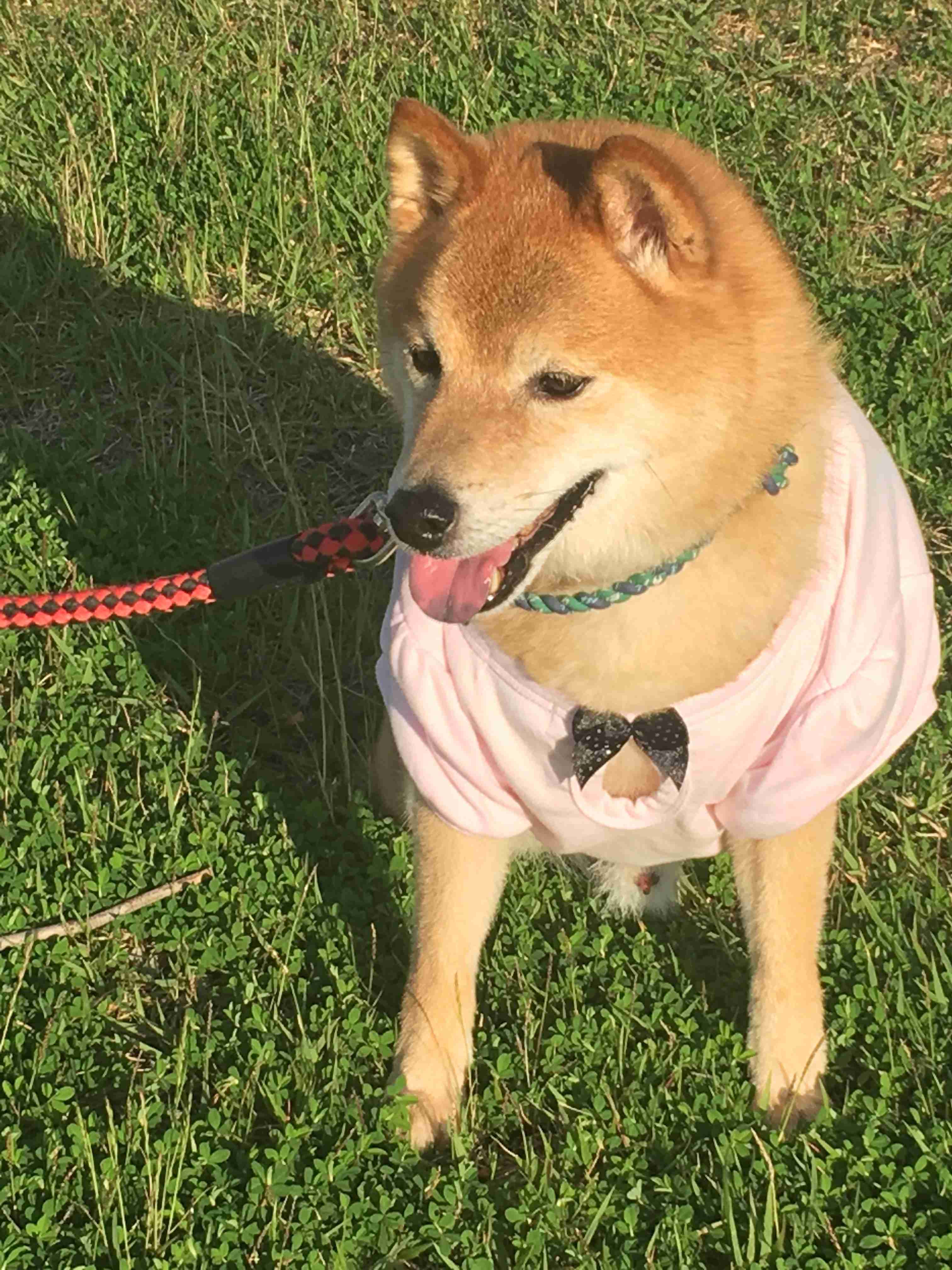 本日の終わりに柴犬を愛でるトピ