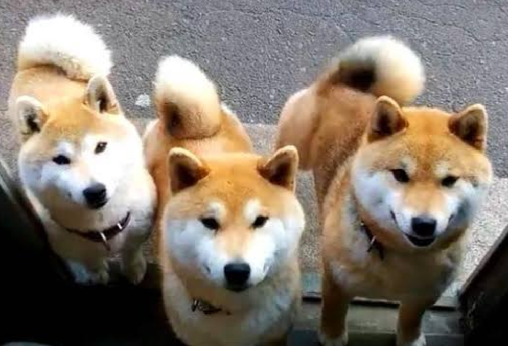 本日の終わりに柴犬を愛でるトピ