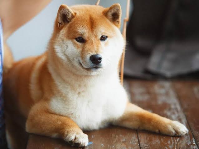 本日の終わりに柴犬を愛でるトピ