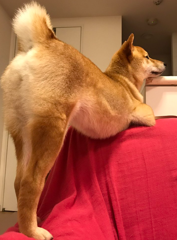 本日の終わりに柴犬を愛でるトピ