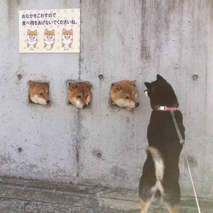本日の終わりに柴犬を愛でるトピ