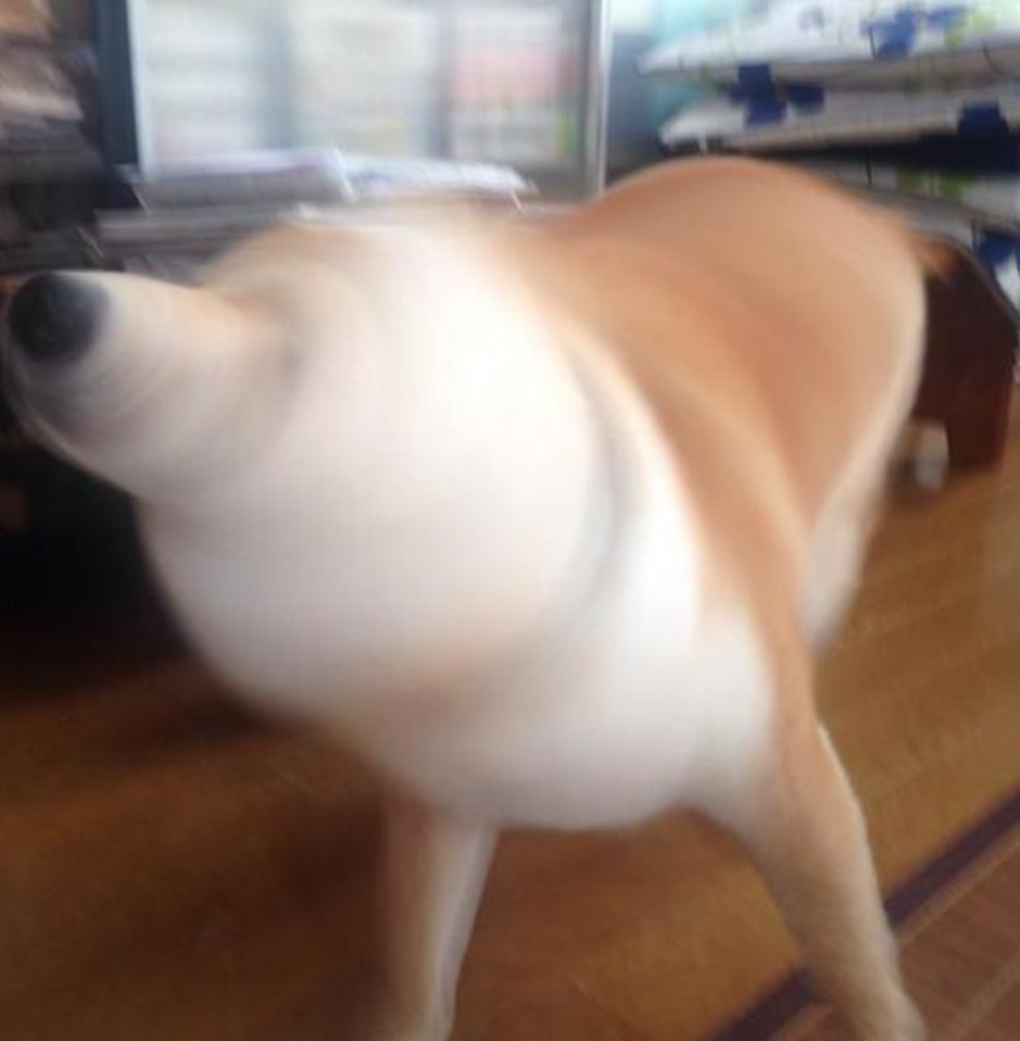 本日の終わりに柴犬を愛でるトピ