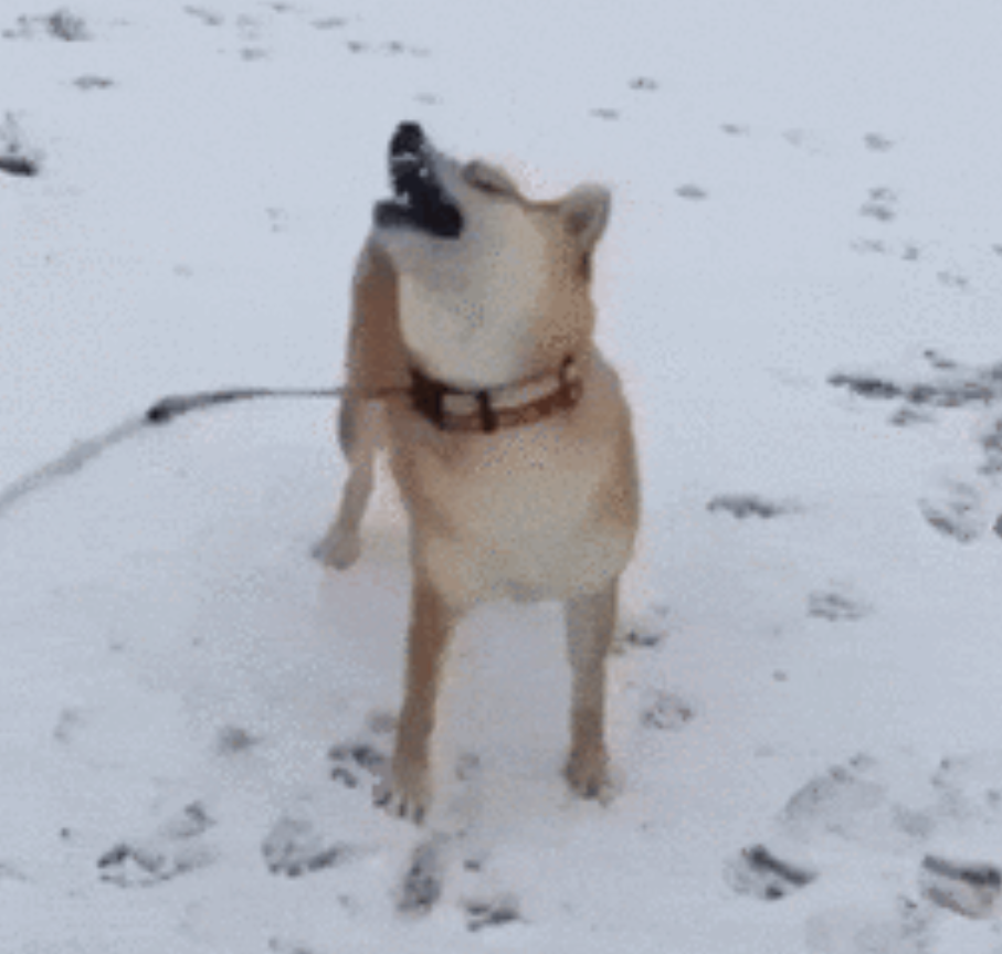 本日の終わりに柴犬を愛でるトピ