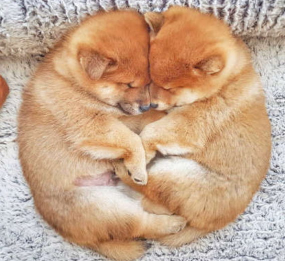 本日の終わりに柴犬を愛でるトピ