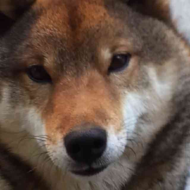 本日の終わりに柴犬を愛でるトピ