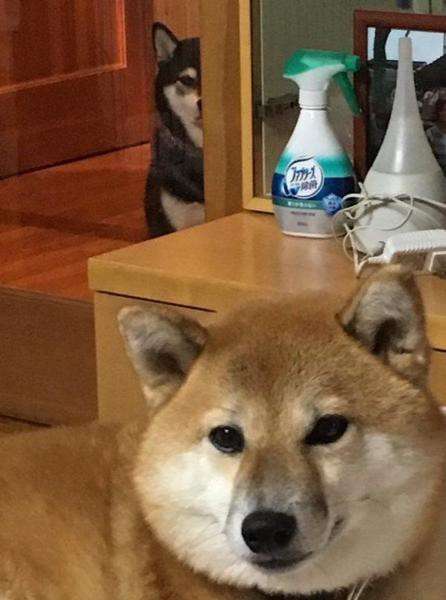 本日の終わりに柴犬を愛でるトピ