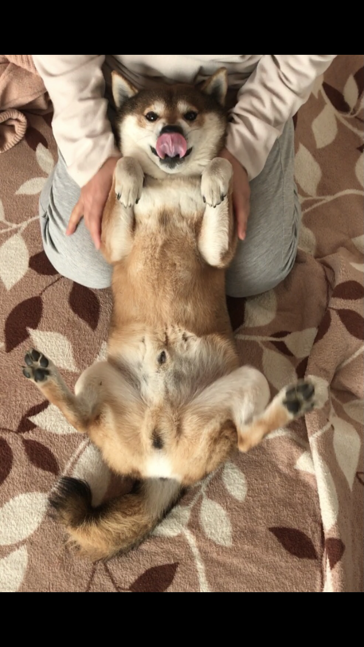 本日の終わりに柴犬を愛でるトピ