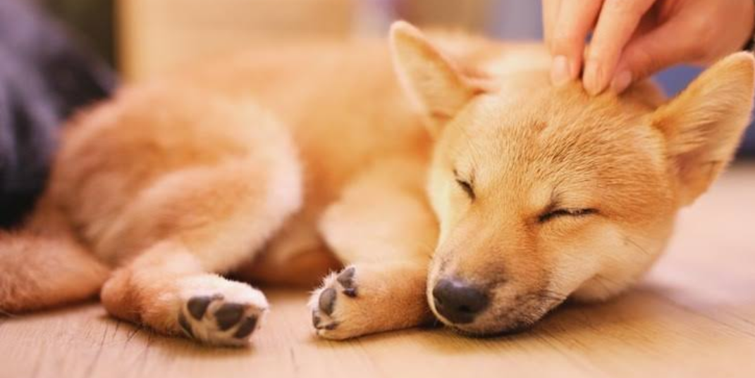本日の終わりに柴犬を愛でるトピ