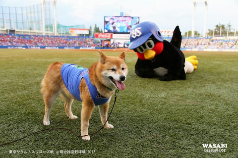 本日の終わりに柴犬を愛でるトピ
