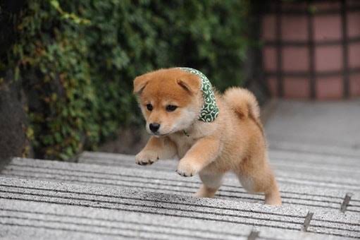 本日の終わりに柴犬を愛でるトピ