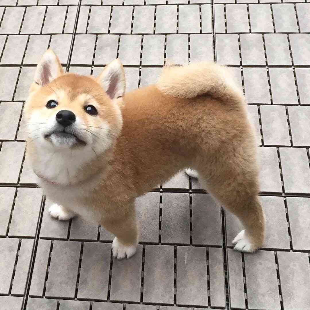 本日の終わりに柴犬を愛でるトピ