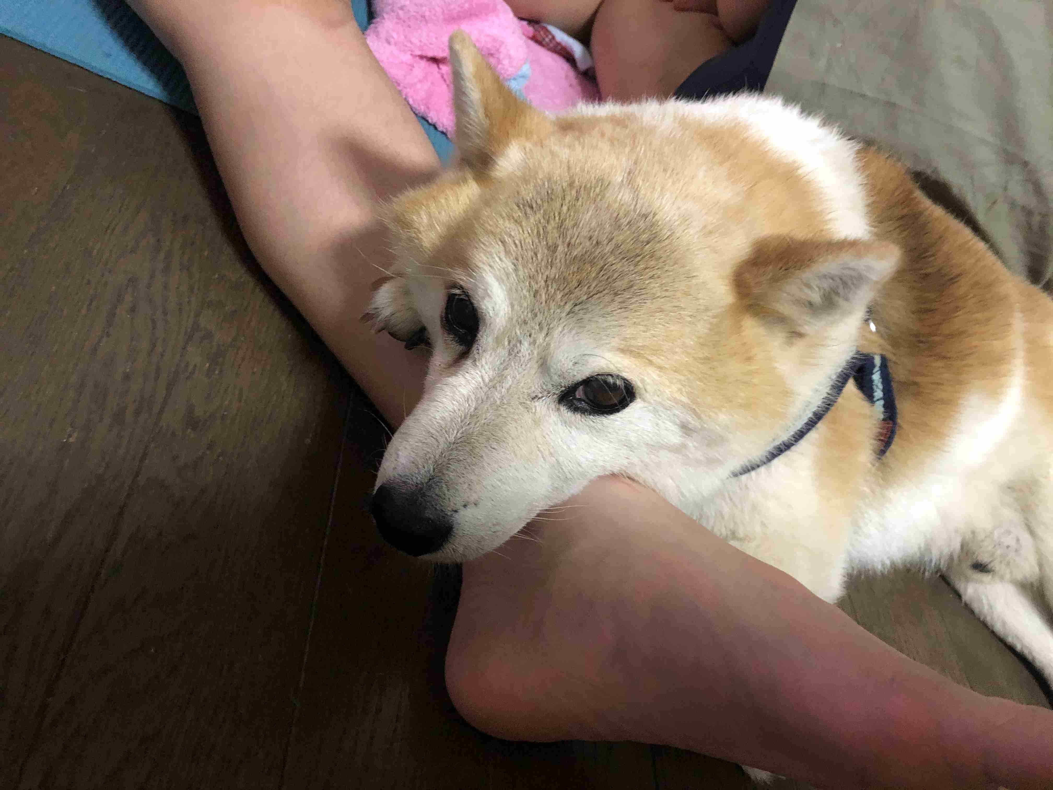 本日の終わりに柴犬を愛でるトピ
